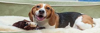 Dog Boarding / Day Care