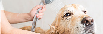 Dog Grooming